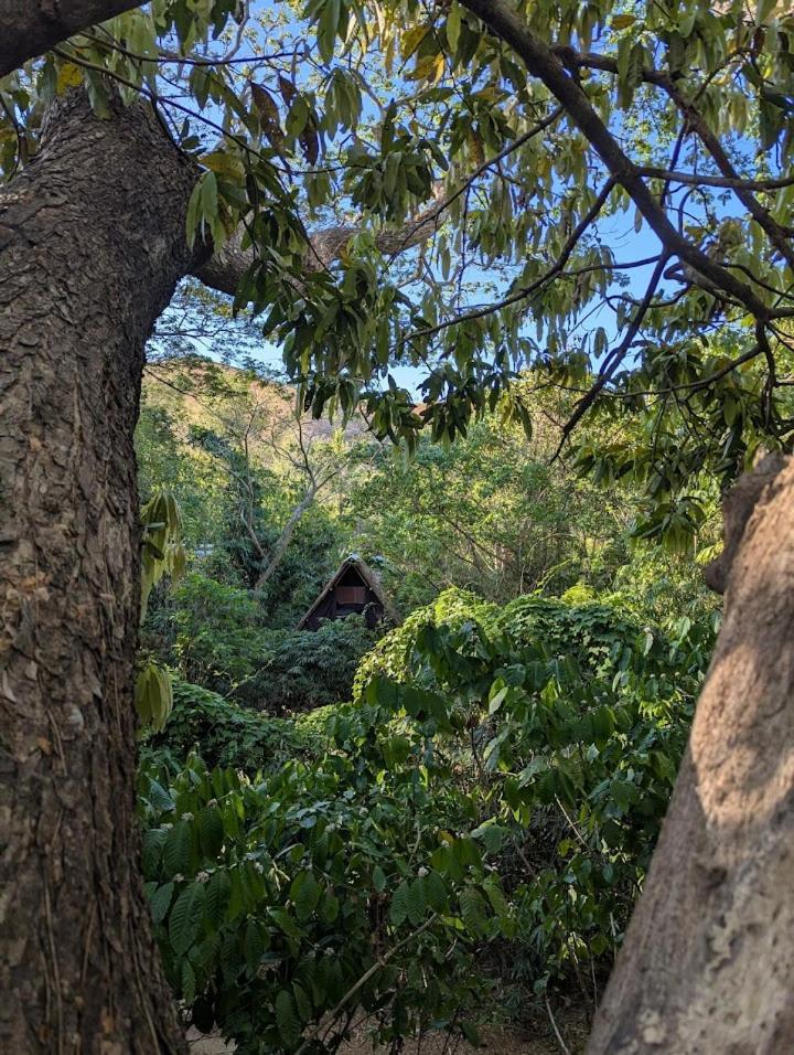 Ecocio Jungle Hostel 科隆 外观 照片